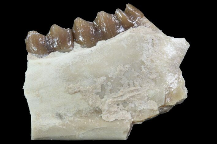 Oligocene Ruminant (Leptomeryx) Jaw Section #91077